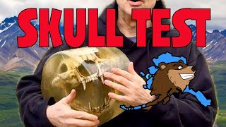 Bear Skull Ballistic Test 10mm 460 Rowland 454 Casull 12 Gauge [upl. by Nnylakcaj]