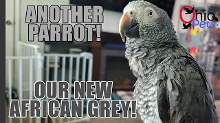 We Got a Timneh African Grey Parrot [upl. by God]