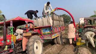 Silage Making Process  How to make Silage for Cows  Goats  Cattle Feed Making Method [upl. by Had]