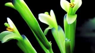 Bromeliad Billbergia Timelapse [upl. by Haidebej742]