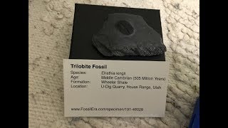 Trilobite fossil package from Fossileracom [upl. by Arakat]