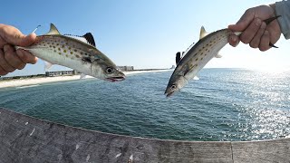 SHARK Pier fishing in Gulf Shores [upl. by Gambrell]