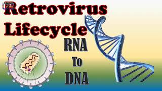 Retrovirus Lifecycle [upl. by Ramsey]