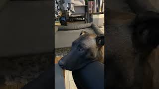 Trigger Belgian Malinois Maligator Velcro Dog Negotiates Play Time Instead of Work for Apoquel [upl. by Adnana]