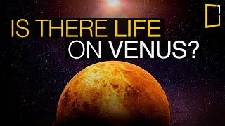 Life on Venus Scientists hunt for the truth [upl. by Zeph741]