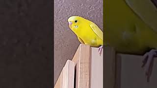 Lutino budgie singing😍 [upl. by Nodarse]