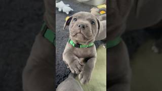 Staffy puppy demanding to be picked up for snuggles 🥰 puppy puppyvideos puppylife staffypuppy [upl. by Olaznog]