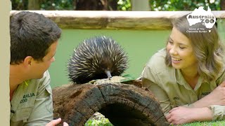 Quality time with an adorable echidna  Australia Zoo Life [upl. by Skutchan421]