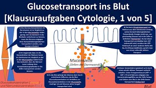 Glucosetransport ins Blut  Glucoseresorption Klausuraufgaben Inhaltsfeld Cytologie 15 [upl. by Aihsi]