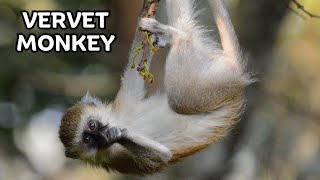 Fascinating World of the Amazing Vervet Monkey [upl. by Guendolen]