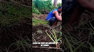 GREEN ONION FARMING THE ORGANIC FARMER STYLE [upl. by Idaf]