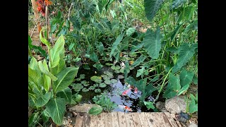 Backyard Koi Pond in Arizona [upl. by Alarise611]