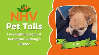 Pet Tails Lucy Fighting Against Borderline Cushings Disease [upl. by Bradwell]