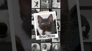 El Origen Del Gato Bizco  Meme  crosseyedcat gatobizco memegato axlbv memesen33segundos [upl. by Dafna606]