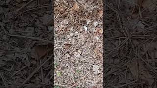 Rincorrendo una farfallina bianca Chasing a little white butterfly butterfly asmr [upl. by Lledrac556]