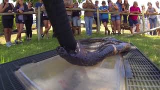 Snake awareness talk and demonstration  Rinkhals [upl. by Gannes815]