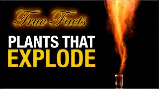 True Facts Plants That Explode [upl. by Arej]