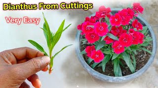 Dianthus Plant From Cuttings How To Grow [upl. by Elodie]