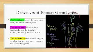 Gastrulation tissue derived from primary germ layers ectoderm mesoderm endoderm [upl. by Antonella]