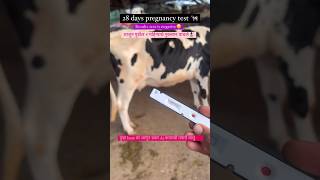 Only 28 days pregnancy test ®🐄🌎 फक्त 28 दिवसात गाभण आहे का नाही ते तपासा viralshortLMDP STUDNT [upl. by Bora176]