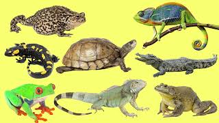 Learning Amphibians and Reptiles for Kids in English Vocabulary and Sounds [upl. by Vally891]