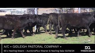 AC  GIDLEIGH PASTORAL COMPANY  60 x Yearling Steers AuctionsPlus Weaner amp Yearling Sale 020824 [upl. by Nalehp403]