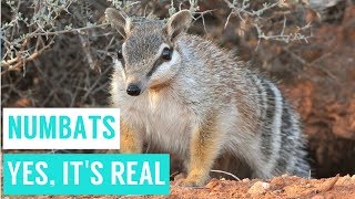 NUMBATS are shy animals compilations [upl. by Eillek]