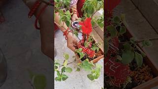 🌹dhan daulat ki Devi mahalaxmi man ki video 👍shortvideos motivation viralshortvideo 🪔🙏 [upl. by Nylsirhc]