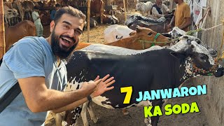 7 janwaron ka ek sath soda kar lia 😍🐂 [upl. by Anett]