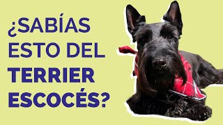 TERRIER ESCOCÉS Características cuidados y curiosidades [upl. by Attolrahc]