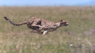 Cheetah  Chase Compilation [upl. by Eiramalegna]