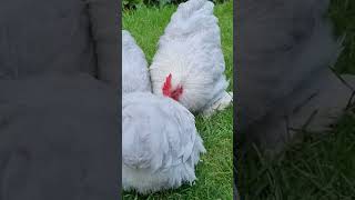 Pekin Bantams Lavender Pekin Bantam [upl. by Denton]