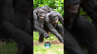 Chimpanzee Meltdown chesterzoo chimpanzees [upl. by Nahtanoy]