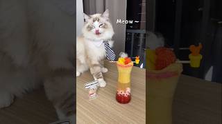 Smoothie love drink recipe cat food pets thatlittlepuff ytshorts [upl. by Axel]