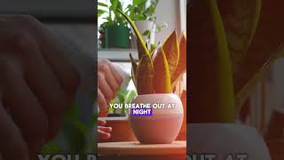 3 Indoor plants you must have in your home [upl. by Peddada292]