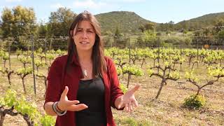 What is wine in Languedoc Roussillon France like [upl. by Atis]