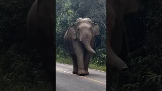 elephant dance cuteanimal cute forestelephant viralvideos funnyanimal trending forest bts [upl. by Florry424]