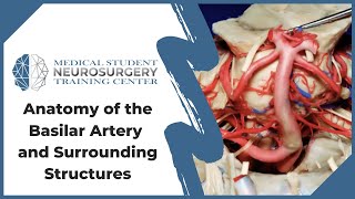 Anatomy of the Basilar Artery and Surrounding Structures [upl. by Ainuj]