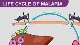 plasmodium vivax life cycle in man [upl. by Ahsinod]