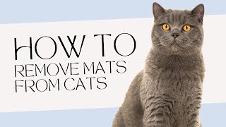 How to Remove Mats From Cats Fur [upl. by Hanoj923]