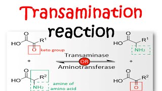 Transamination reaction mechanism [upl. by Imray]