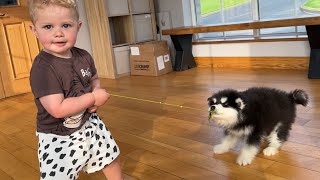 Adorable Baby Boy Plays Tug Of War With Puppy So Cute [upl. by Wilhelmine538]