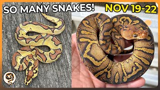 There are So Many Snakes on this Weeks Morphmarket Auctions Nov 1922 [upl. by Aynekal]