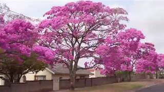 Tabebuia Rosea in 4K [upl. by Ettereve185]