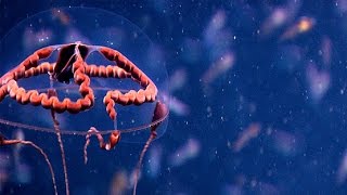 BIZARRE DEEP SEA JELLY [upl. by Nnybor]