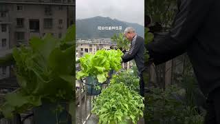 Rooftop gardening tips rooftop gardentips garden gardening vegetables agriculture rurallife [upl. by Airad]