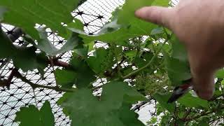 How I Am Pruning My Grape quotBoskoop Gloryquot amp quotStrawberry Protectionquot PotatoInABucketOfStones 382 [upl. by Malilliw]