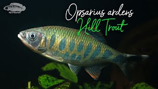 Underwater Biotope Video Opsarius ardens  Western Ghat Hill Trout  aquariumfish [upl. by Adin302]