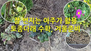 잘 번지는 아주가 활용 토종다래 수확 겨울준비 Using ajuga which spreads easily preparing for winter [upl. by Hinkel]