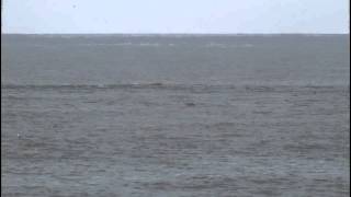 Right Whales at Race Point in Provincetown on Cape Cod [upl. by Newel]